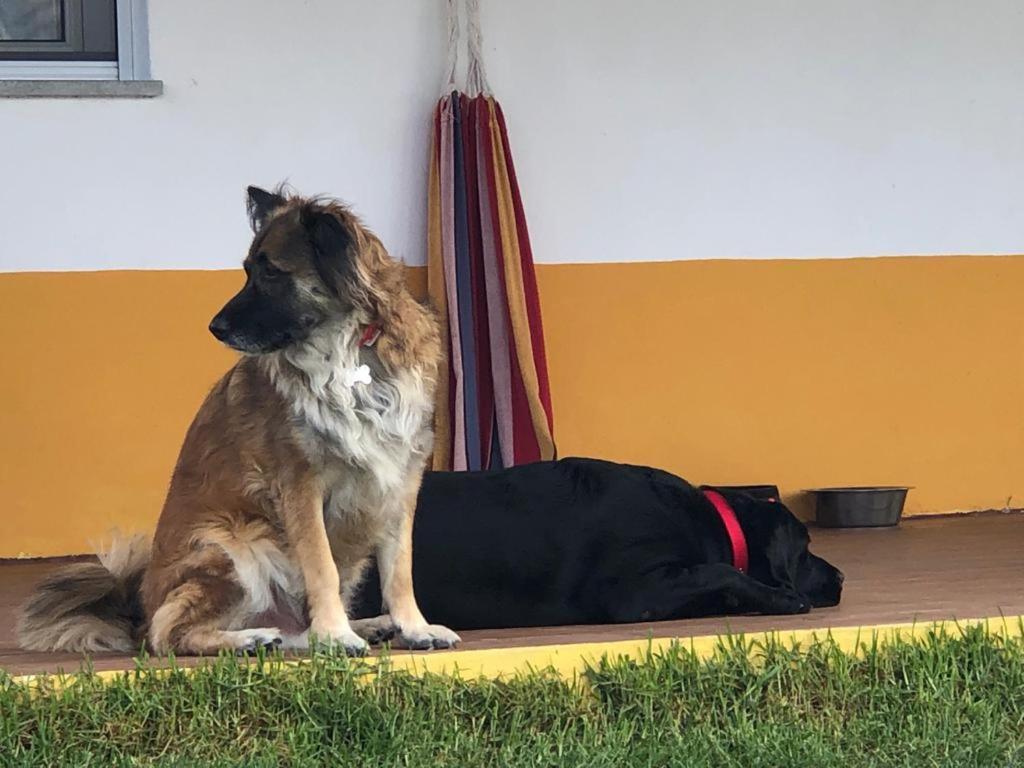 Monte Quinta Verde Ferreira Do Alentejo Ngoại thất bức ảnh