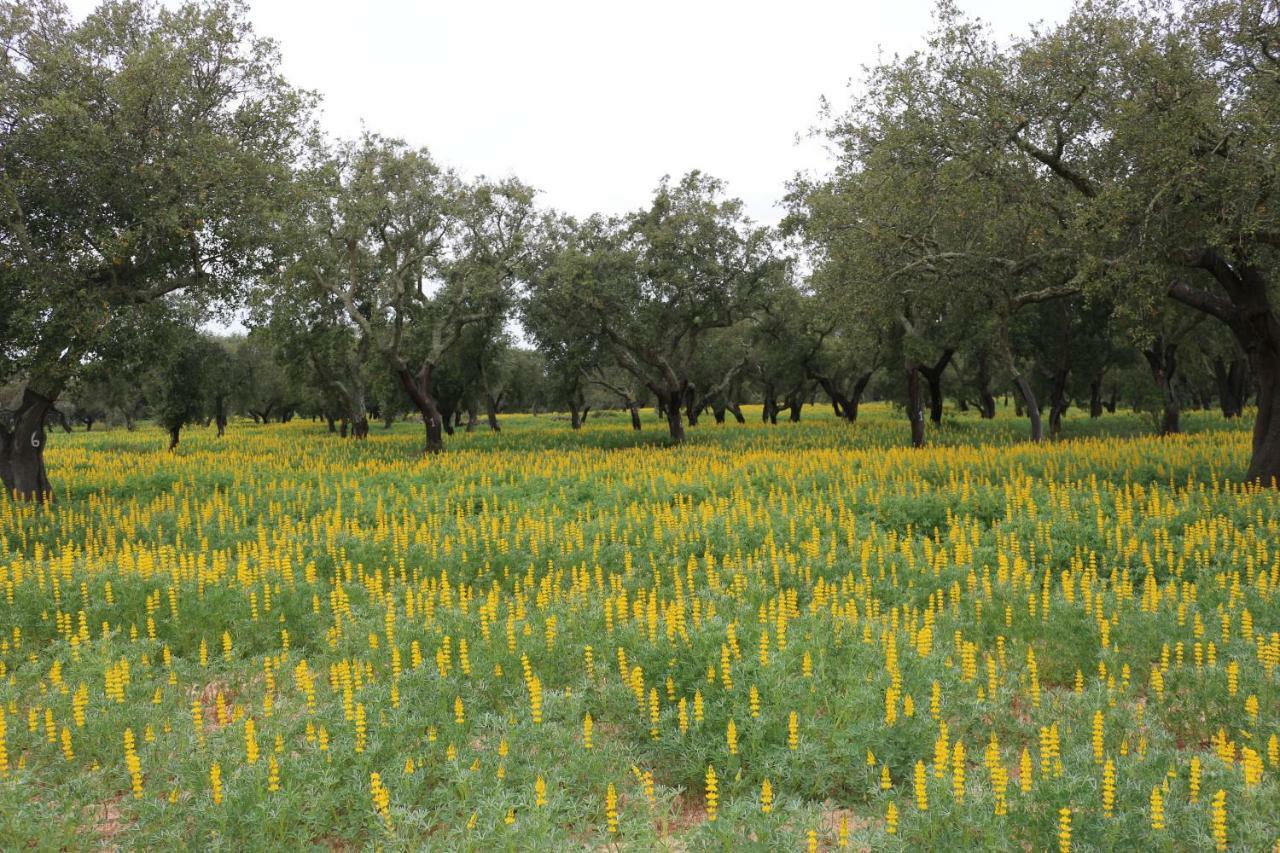 Monte Quinta Verde Ferreira Do Alentejo Ngoại thất bức ảnh