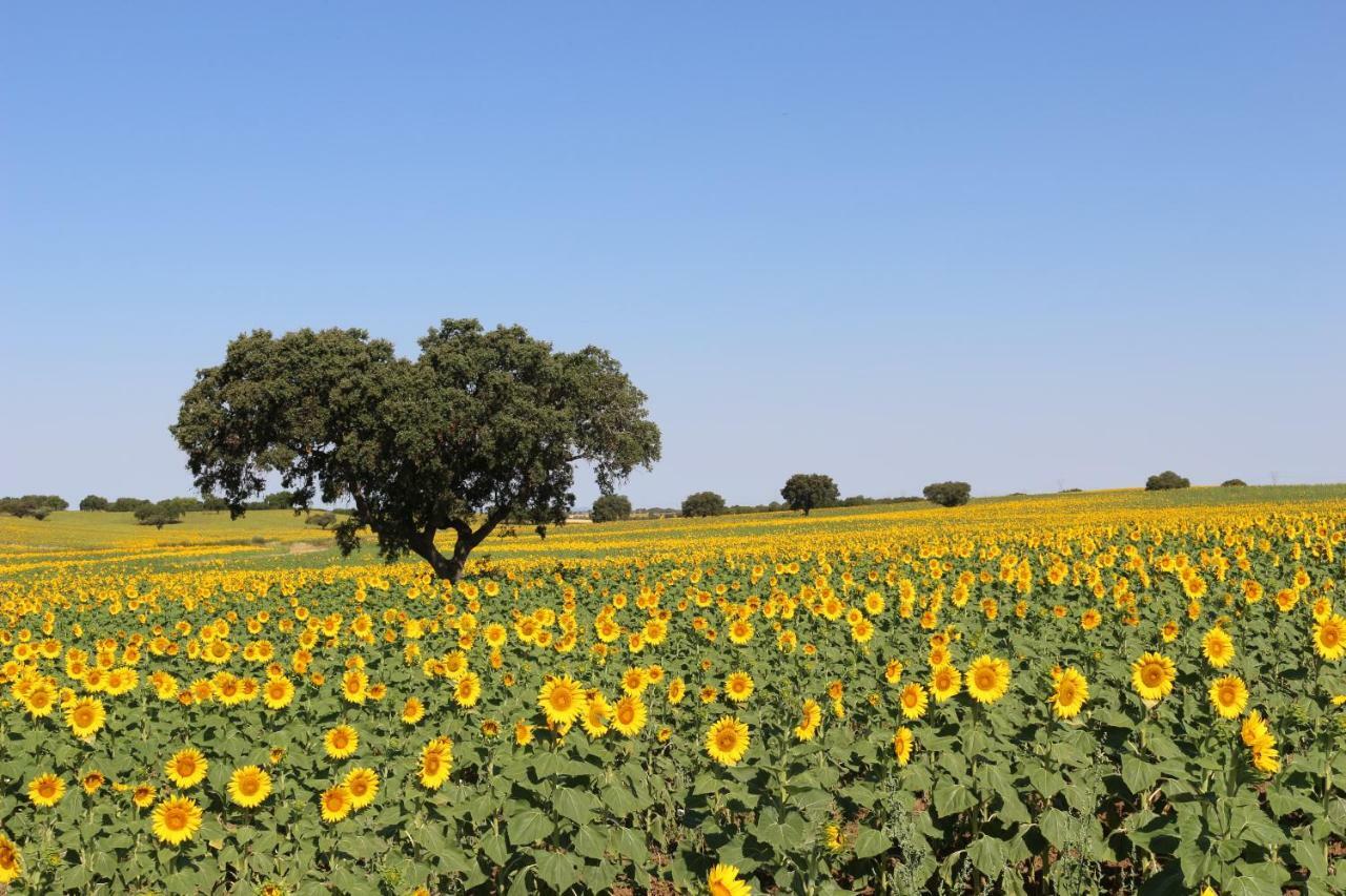 Monte Quinta Verde Ferreira Do Alentejo Ngoại thất bức ảnh