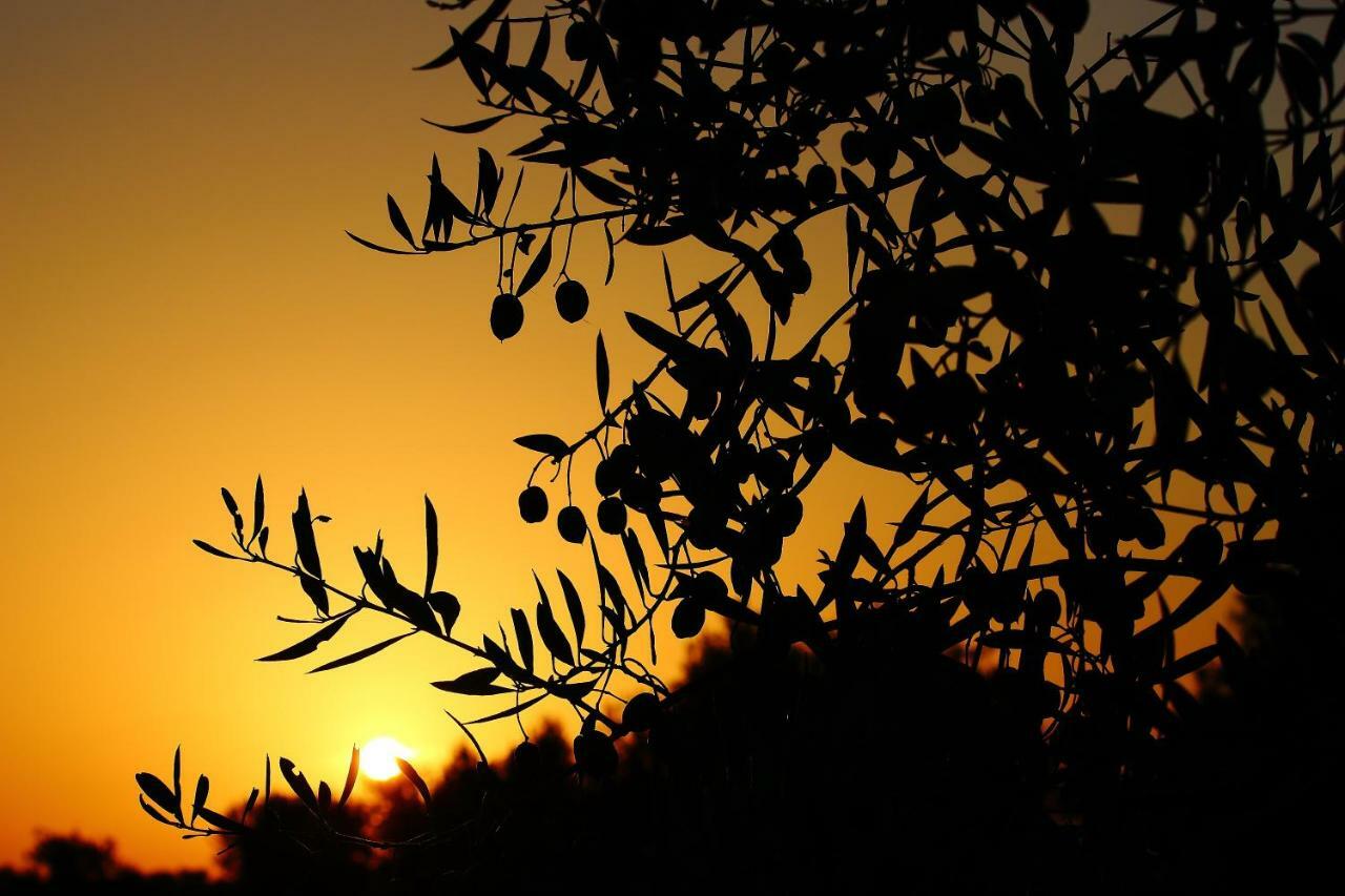 Monte Quinta Verde Ferreira Do Alentejo Ngoại thất bức ảnh